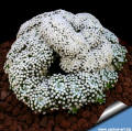 Mammillaria_luethyi_cristata