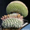 Strombocactus disciformis forma cristata