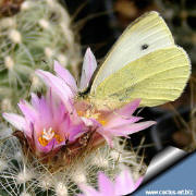 Turbinicarpus knuthianus & Butterfly