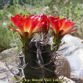 Echinocereus triglochidiatus White Sands South Central New Mexico, USA