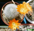 Aylostera muscola (Syn: Rebutia muscola)