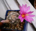 Bartschella schumannii (Syn: Mammillaria schumanii)