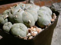 Lophophora williamsii