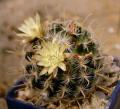 Mammillaria duwei