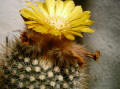 Parodia mutabilis