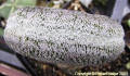 Turbinicarpus pseudopectinatus forma cristata