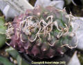 Turbinicarpus rioverdensis cristatus