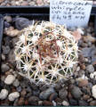 Sclerocactus whipplei sv. aztecia fh49 - kutz Canyon, new mexico, USA, Type locality