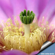 Echinocereus reichembachii stigma, stylus and stamens