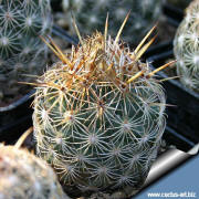 Epitelantha echinoidea SB26 central spines