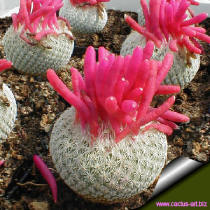 Epithelantha micromeris