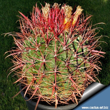 Ferocactus glaucescens forma nuda