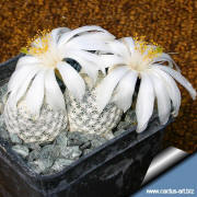 Mammillaria albiflora