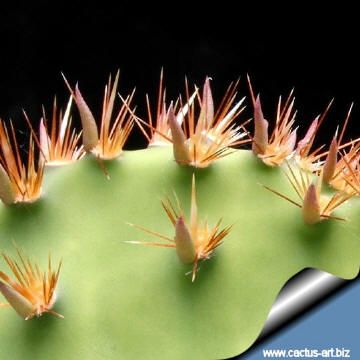 Opuntia aciculata leaves