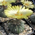 Astrophytum asterias