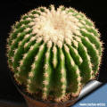 Echinocactus grusonii var. brevispinus