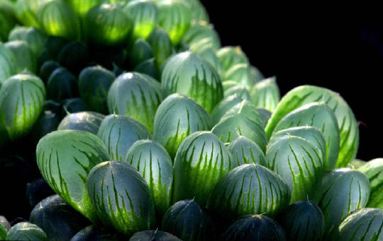 Haworthia cooperii - ID: 2002326  Irwin  Lightstone