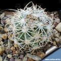 Pediocactus (Utahia) sileri - Fort Pearce Wash, Utah, USA