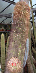 Demnoza erythrocephala grafted on Opuntia bergeriana 40 years old