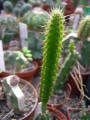 Leptocereus weingartianus