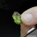 A young shoot detached form opuntia stock